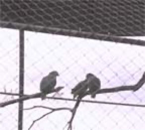 Two birds perched on a branch inside a wire mesh enclosure.