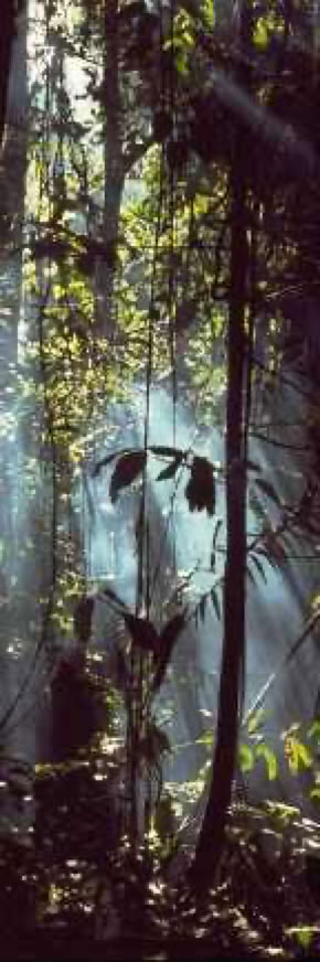 Dense forest with sunlight filtering through the trees, highlighting leaves and branches.